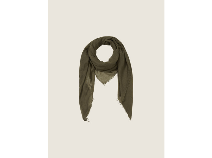 Cheich terre d olive