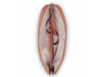 Francoeur trousse clés